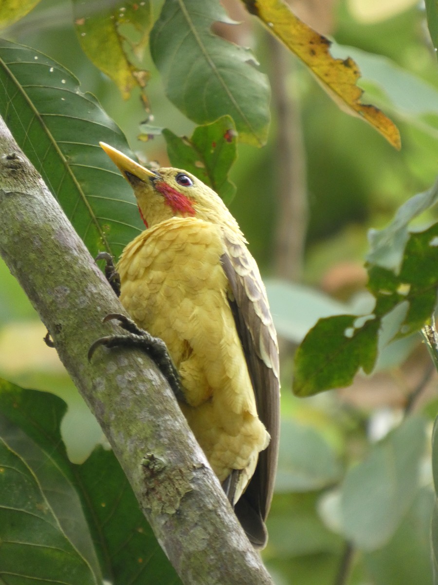 Ятла кремова - ML646796747