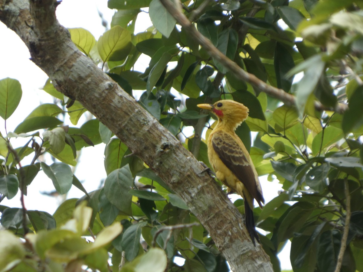 Ятла кремова - ML646796748