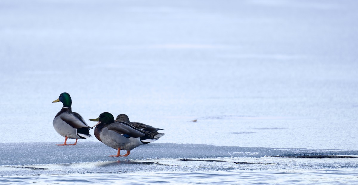 Stockente - ML646796749