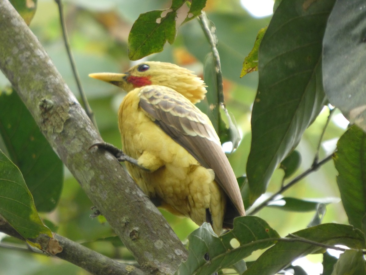 Ятла кремова - ML646796750