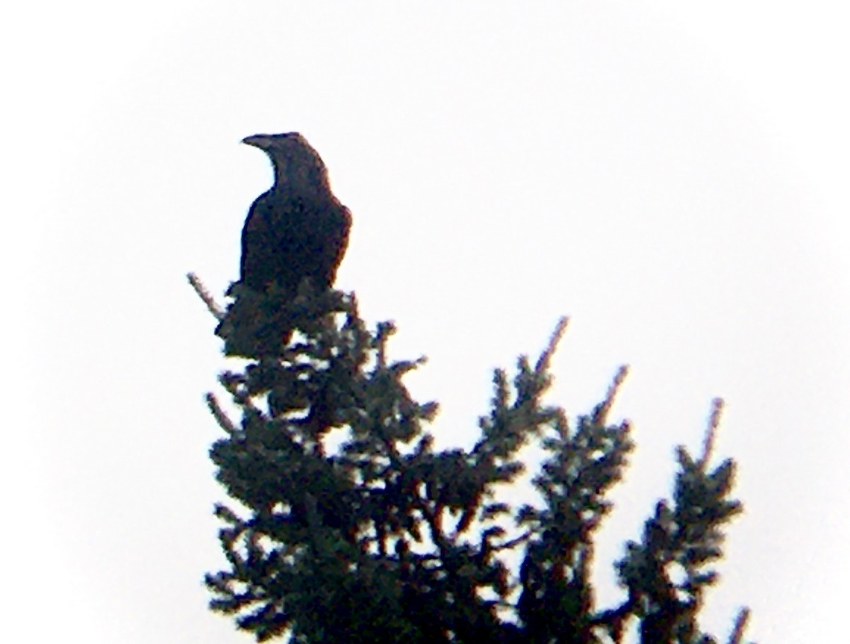 Common Raven - ML646796756