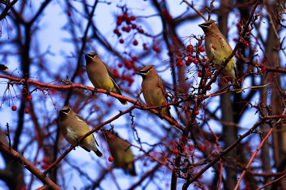 Cedar Waxwing - ML646796757