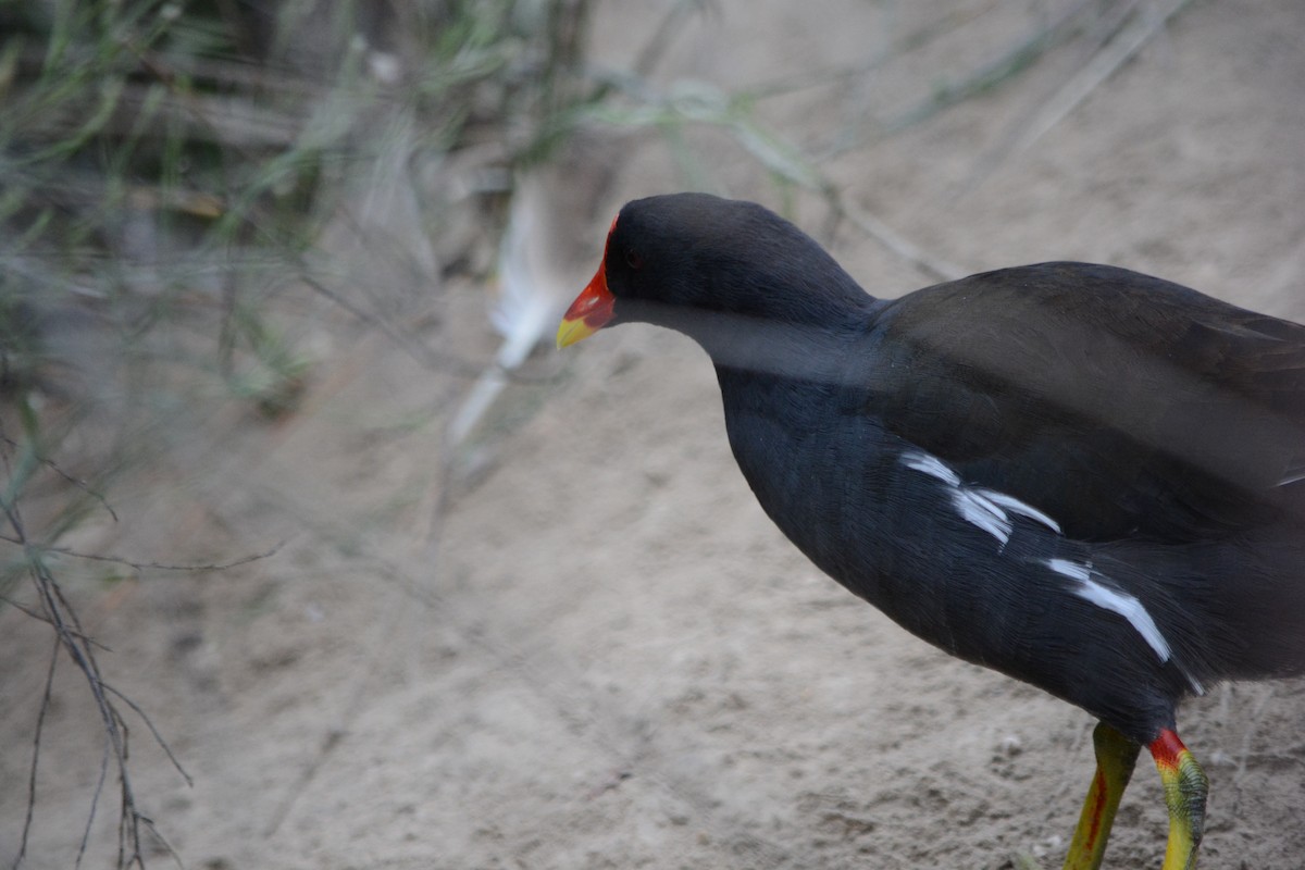 Eurasian Moorhen - ML646796758