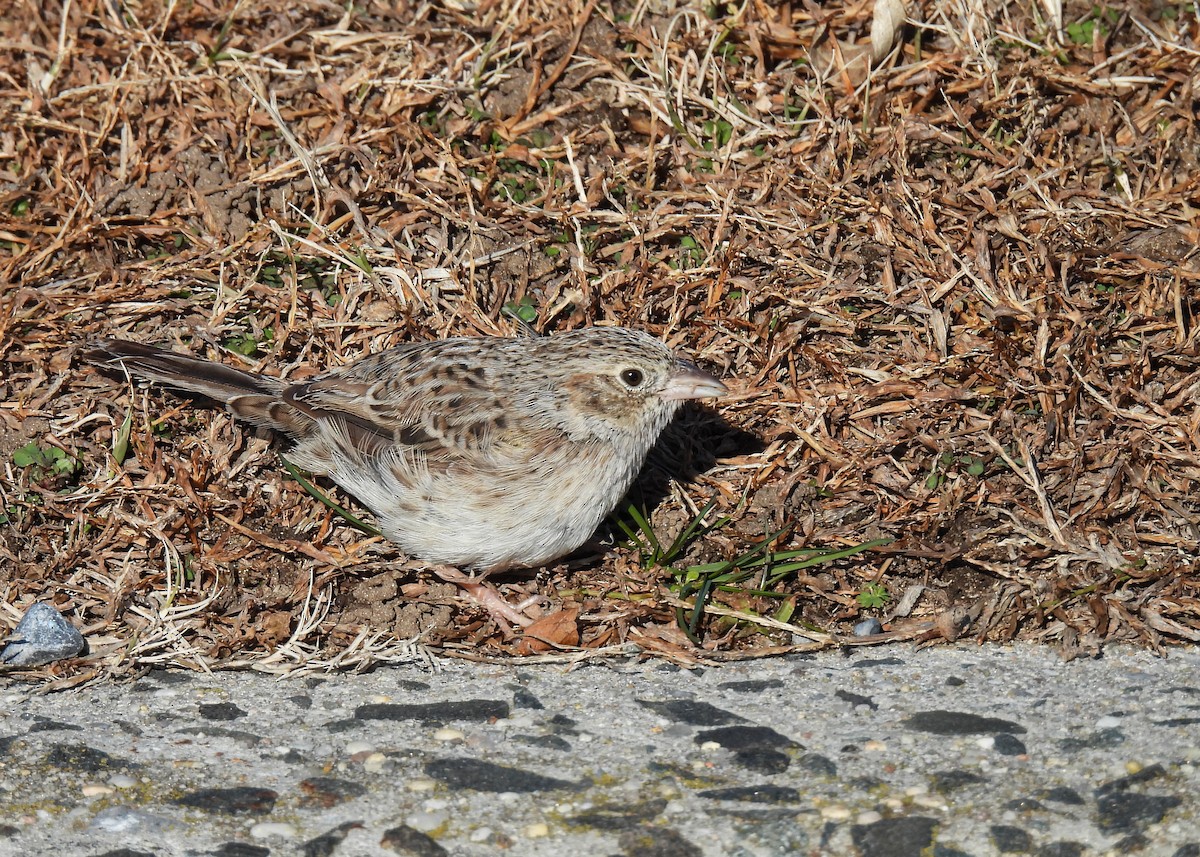 Колорадская овсянка - ML646796760
