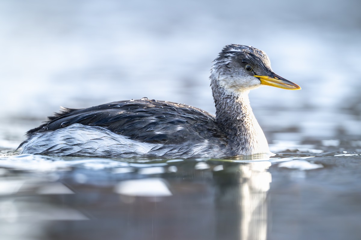 Somormujo Cuellirrojo - ML646796767