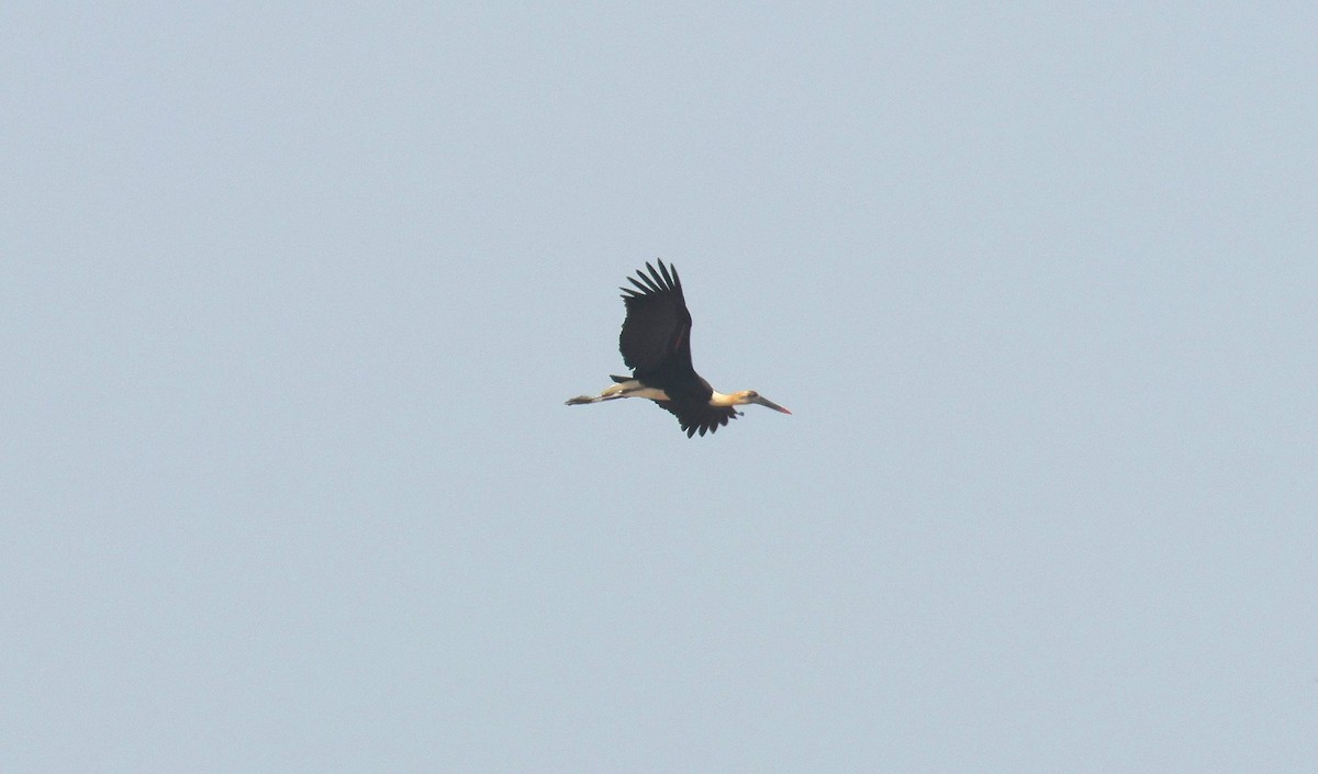 African Woolly-necked Stork - ML646796769