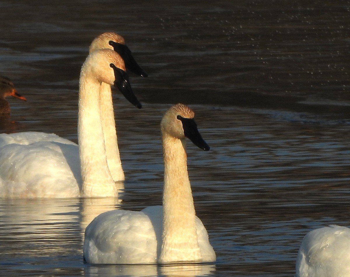 Trumpeter Swan - ML646796775