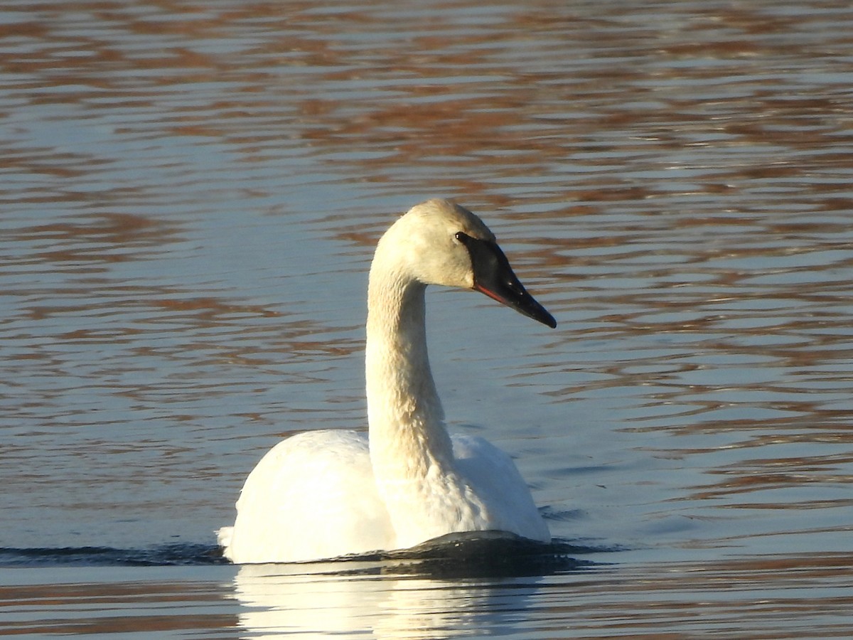 Trumpeter Swan - ML646796776