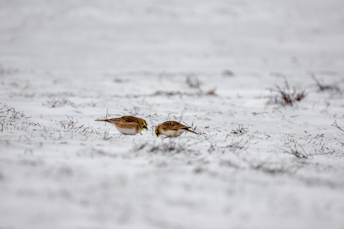 fjellerke - ML646796778