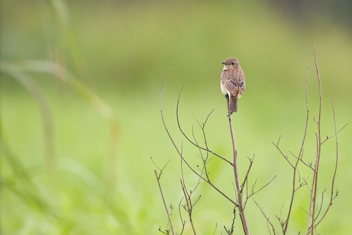 Pied Bushchat - ML646796781