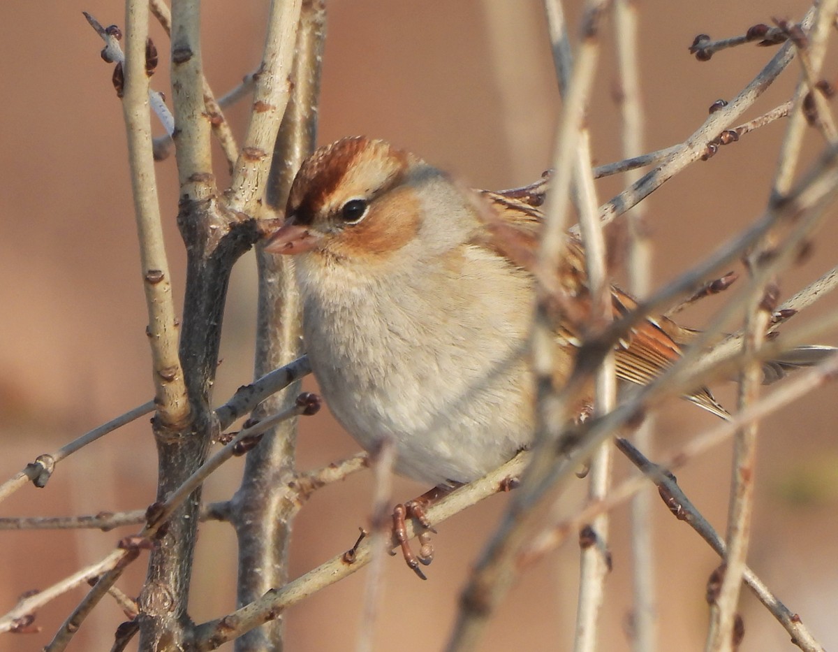 White-crowned Sparrow - ML646796783
