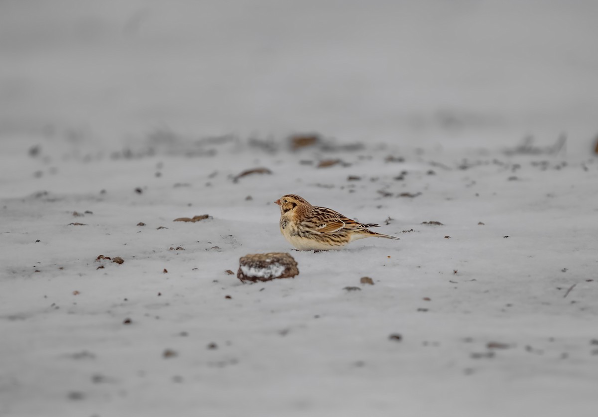 Подорожник лапландський - ML646796785