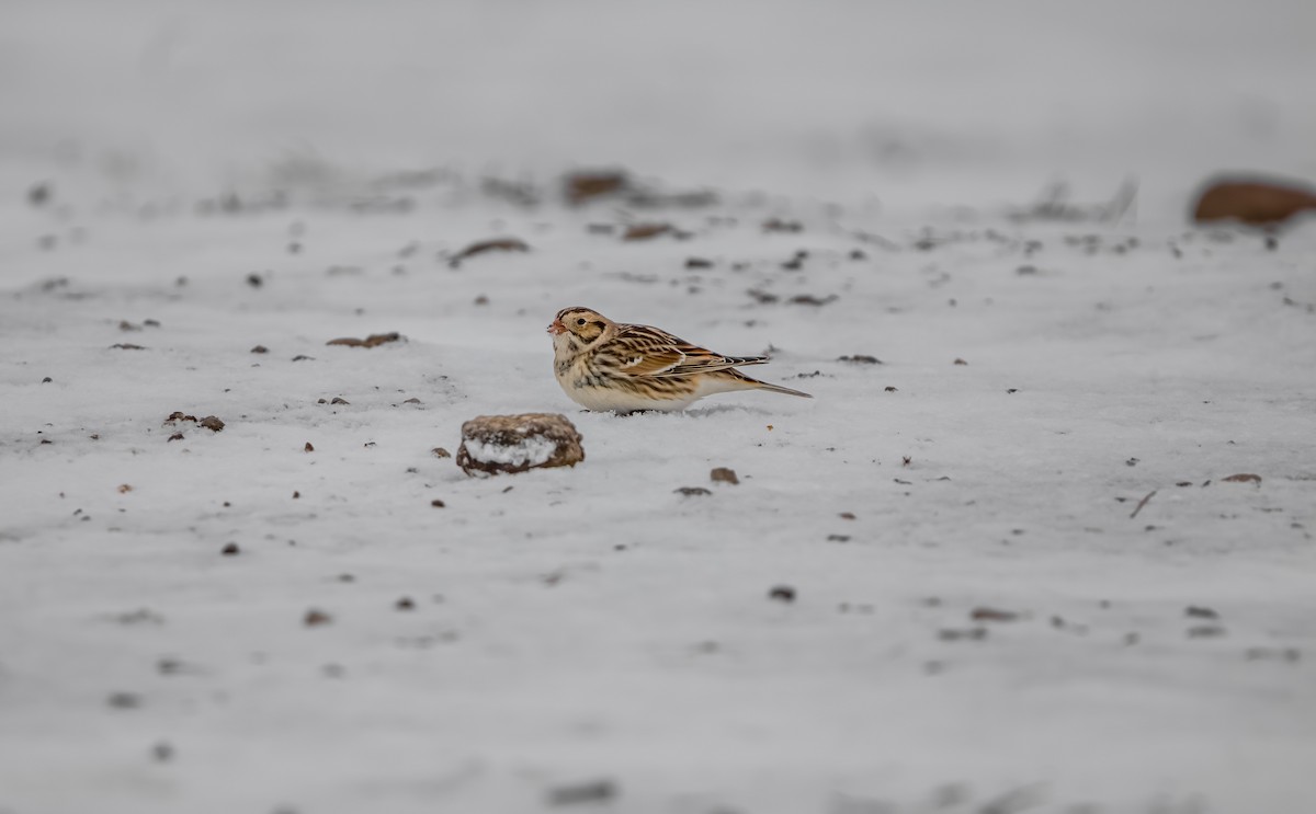 Подорожник лапландський - ML646796786