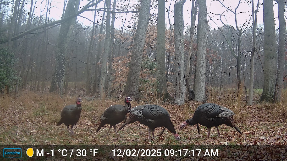 シチメンチョウ - ML646796790