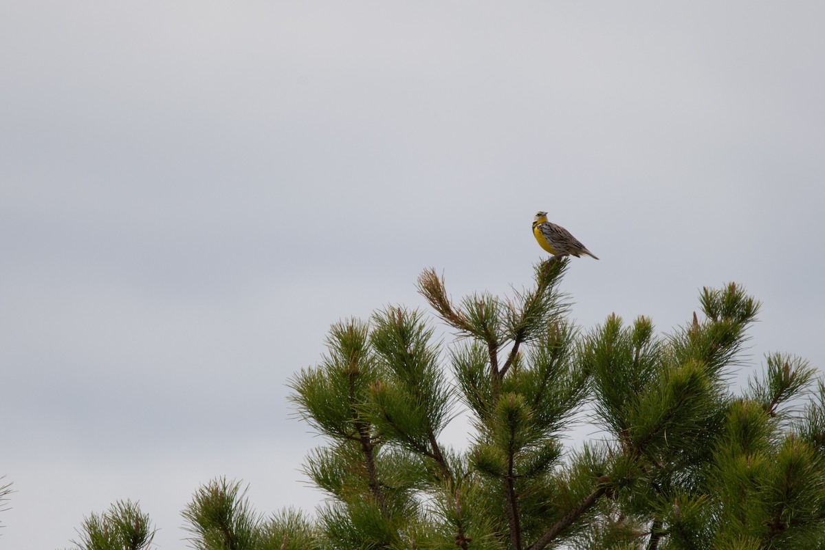 Eastern Meadowlark - ML646796791