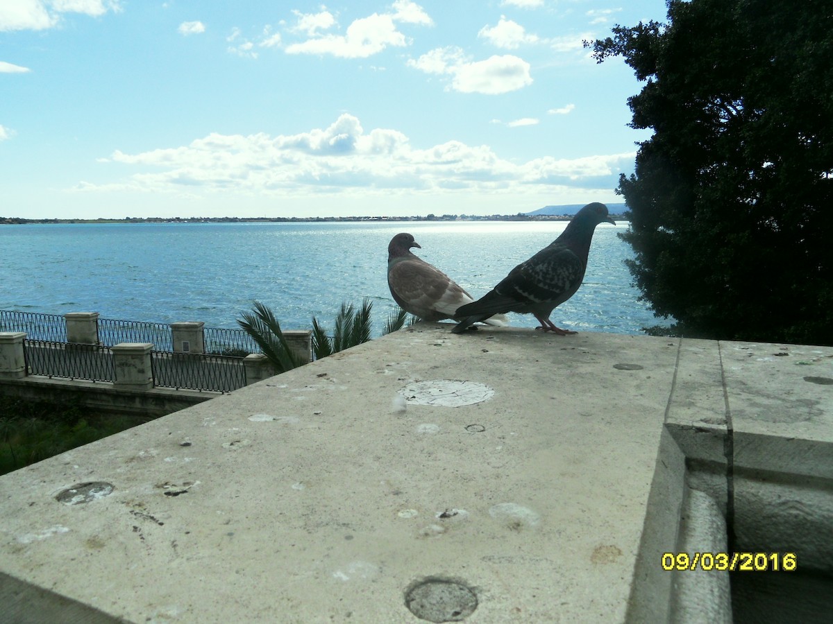 Голуб сизий (міський) - ML646796795