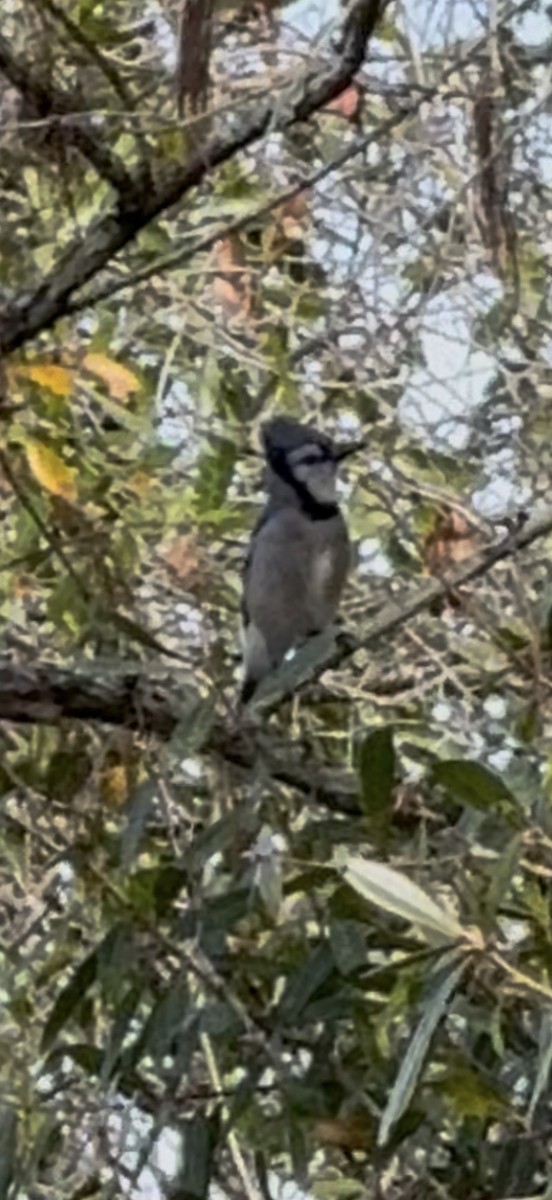 Blue Jay - ML646796798