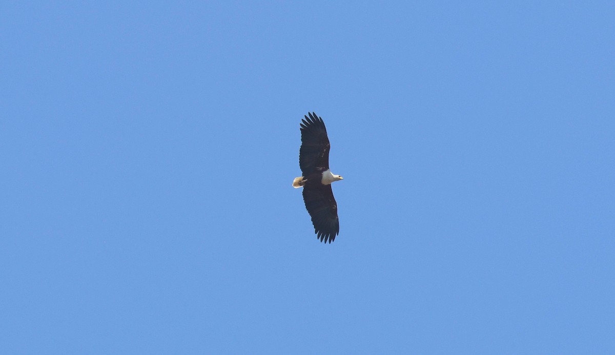 African Fish-Eagle - ML646796800
