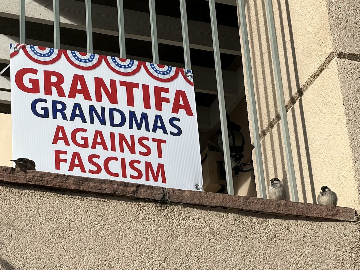 House Sparrow - ML646796801