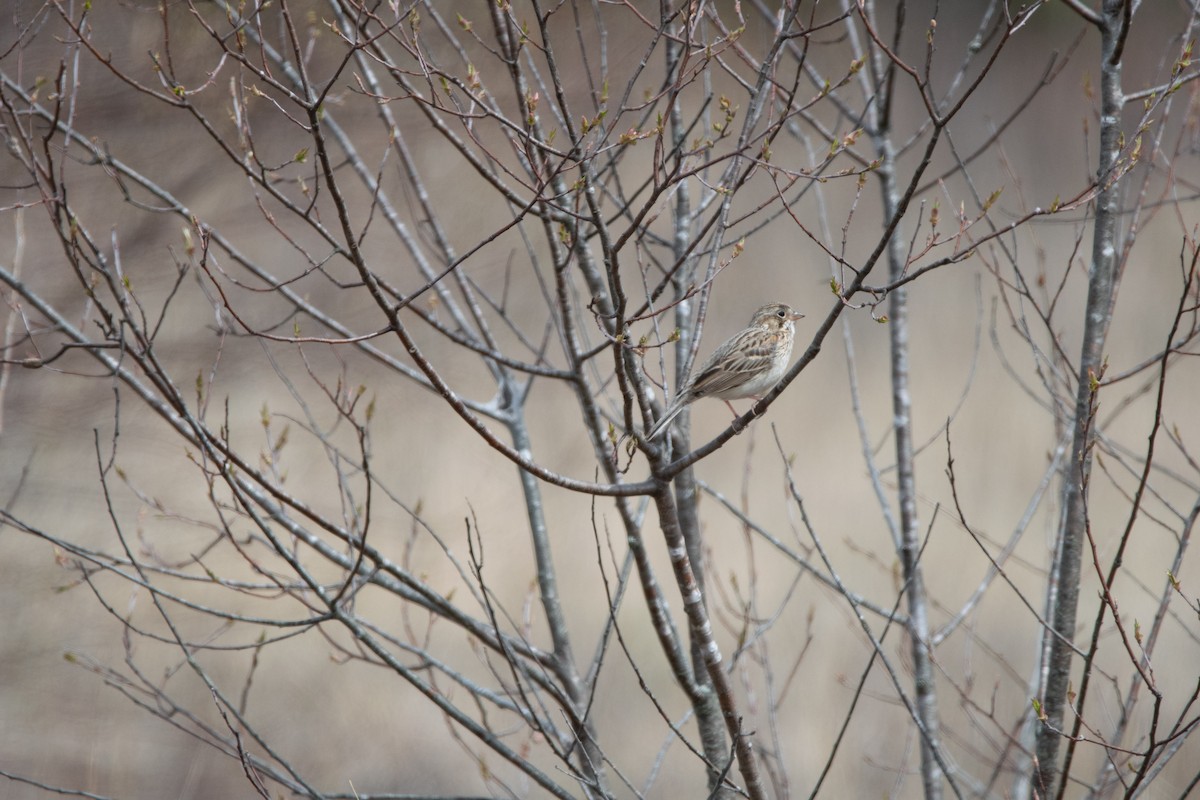 Vesper Sparrow - ML646796811