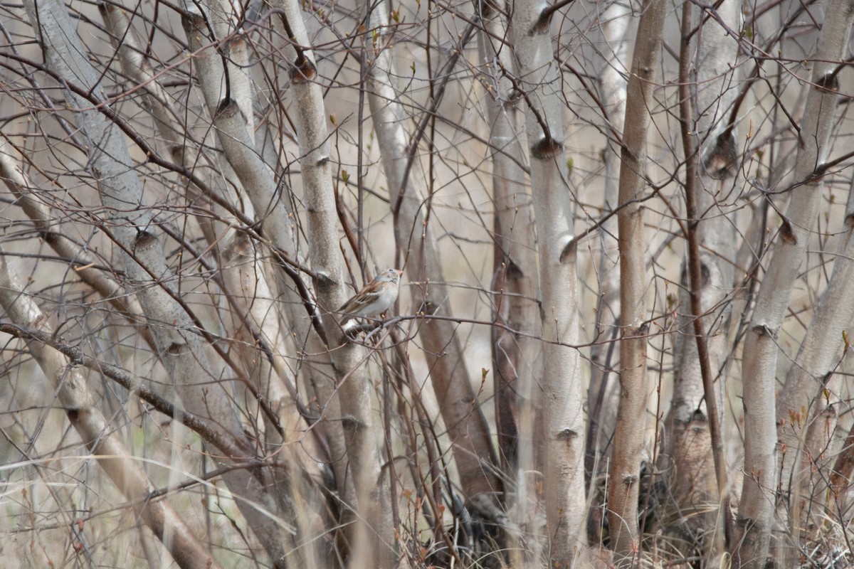 Field Sparrow - ML646796819