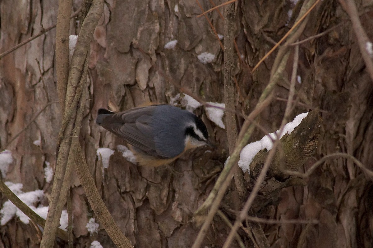 Rotbrustkleiber - ML646796820