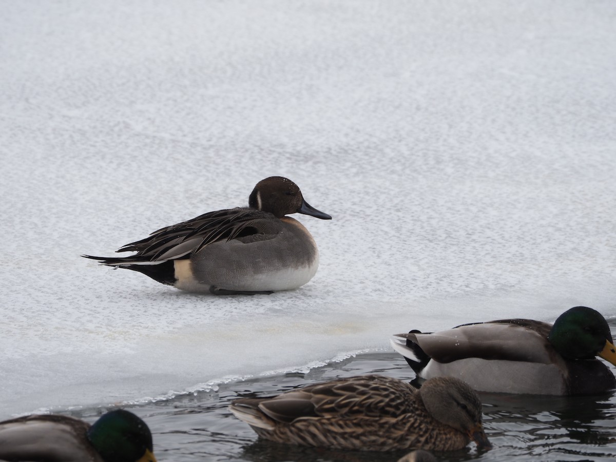 Canard pilet - ML646796824