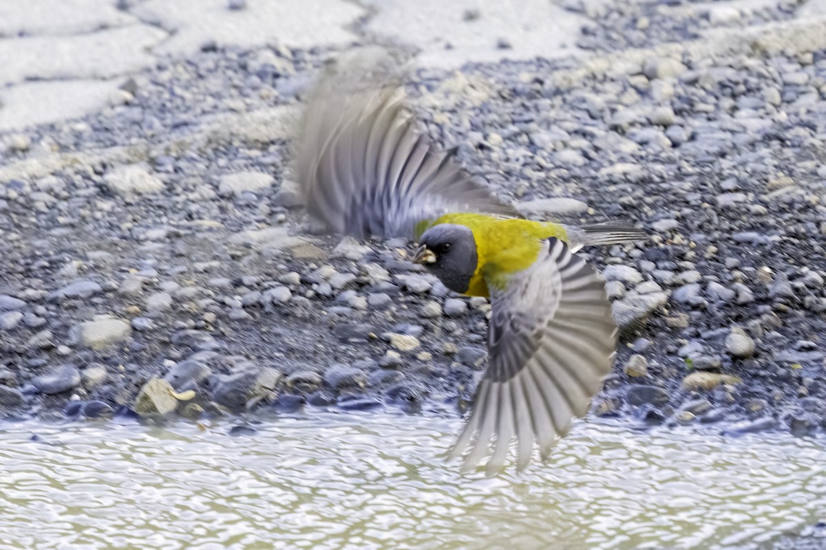 Вівсянчик чилійський - ML646796825