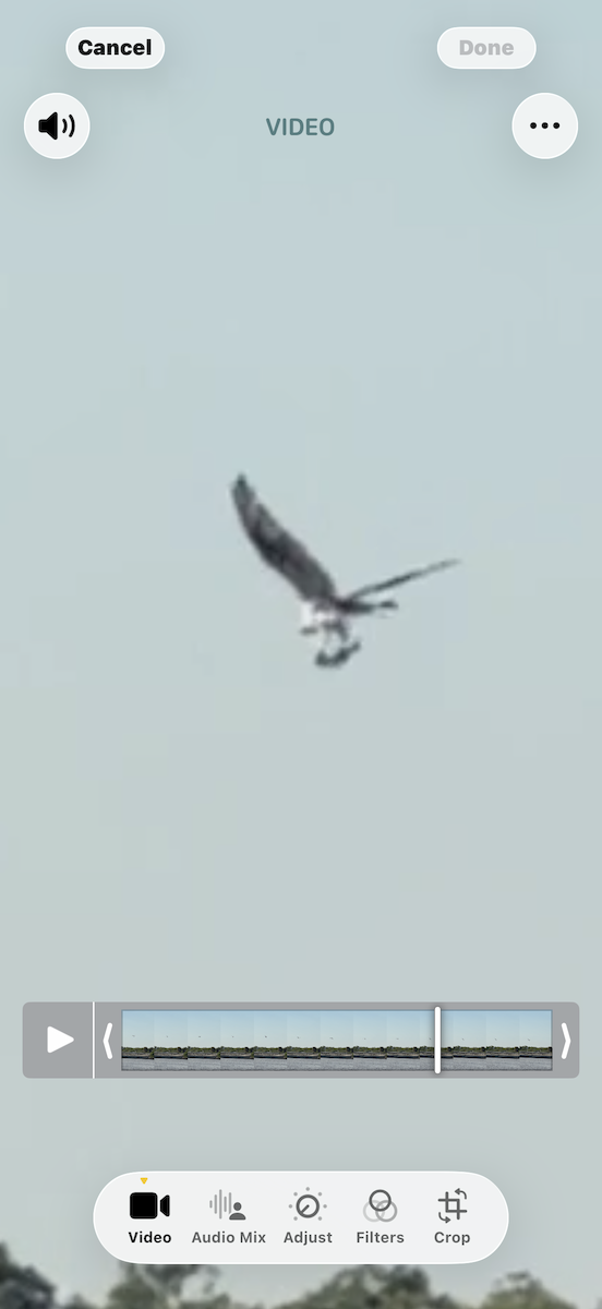 Osprey - ML646796833