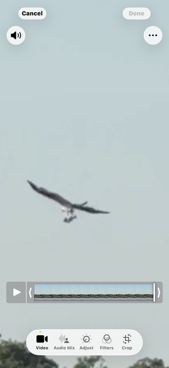 Osprey - ML646796834
