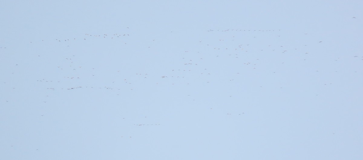 European Golden-Plover - ML646796842