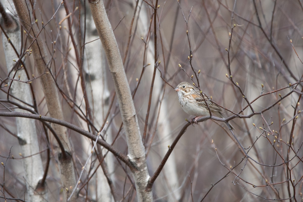 Vesper Sparrow - ML646796844