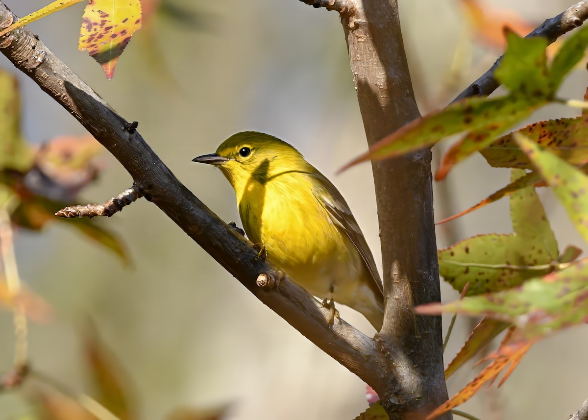 Pine Warbler - ML646796847