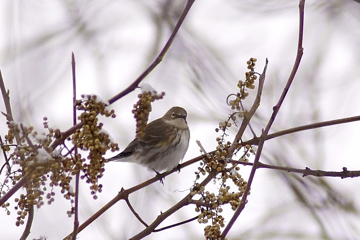 Kronenwaldsänger - ML646796848
