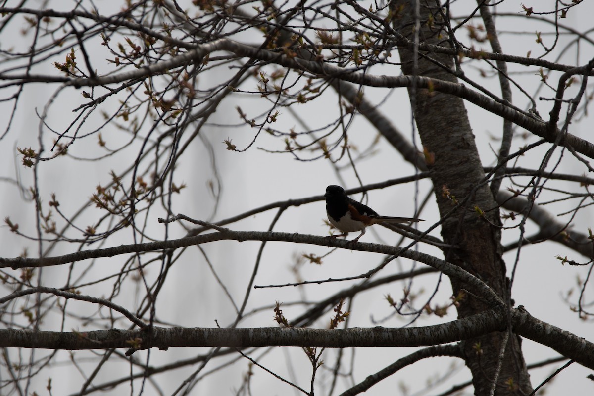 Eastern Towhee - ML646796849