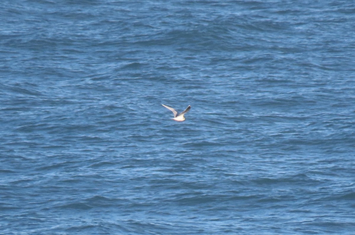 Little Gull - ML646796855