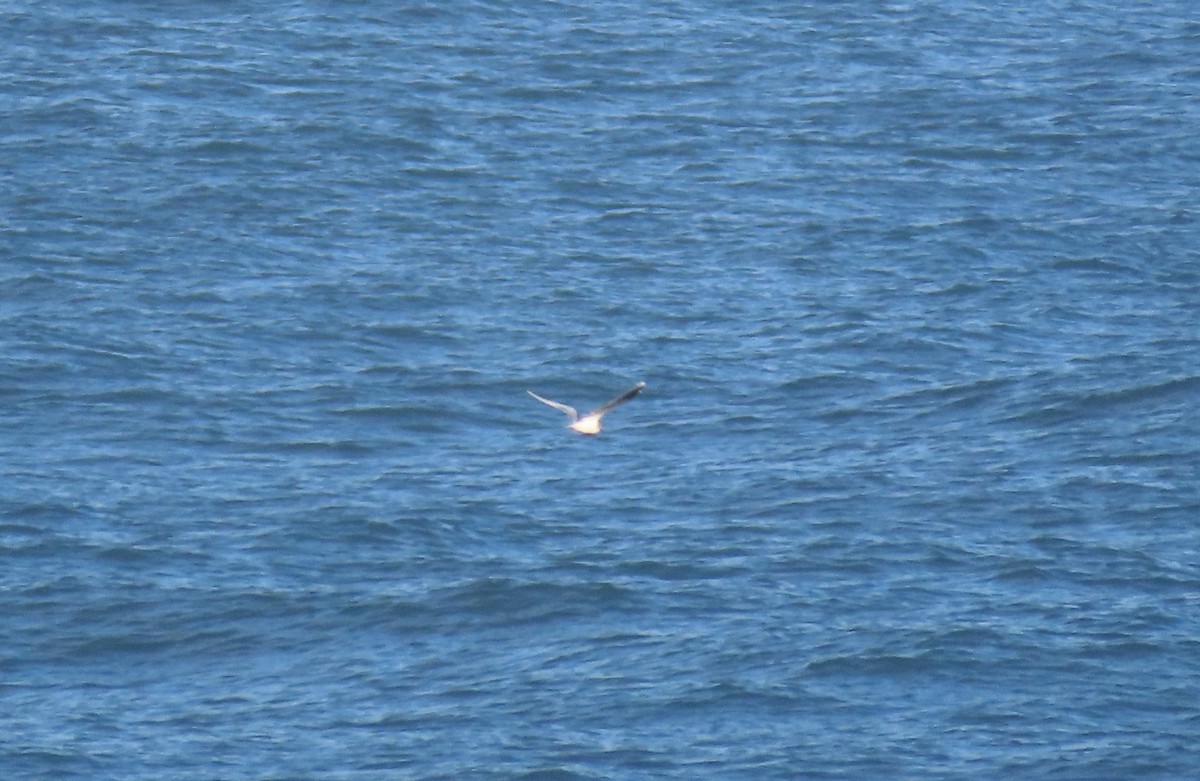 Little Gull - ML646796856