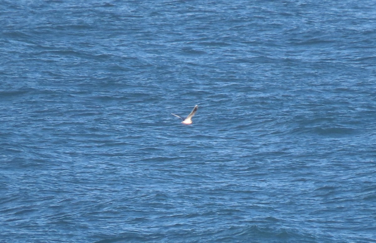 Little Gull - ML646796857