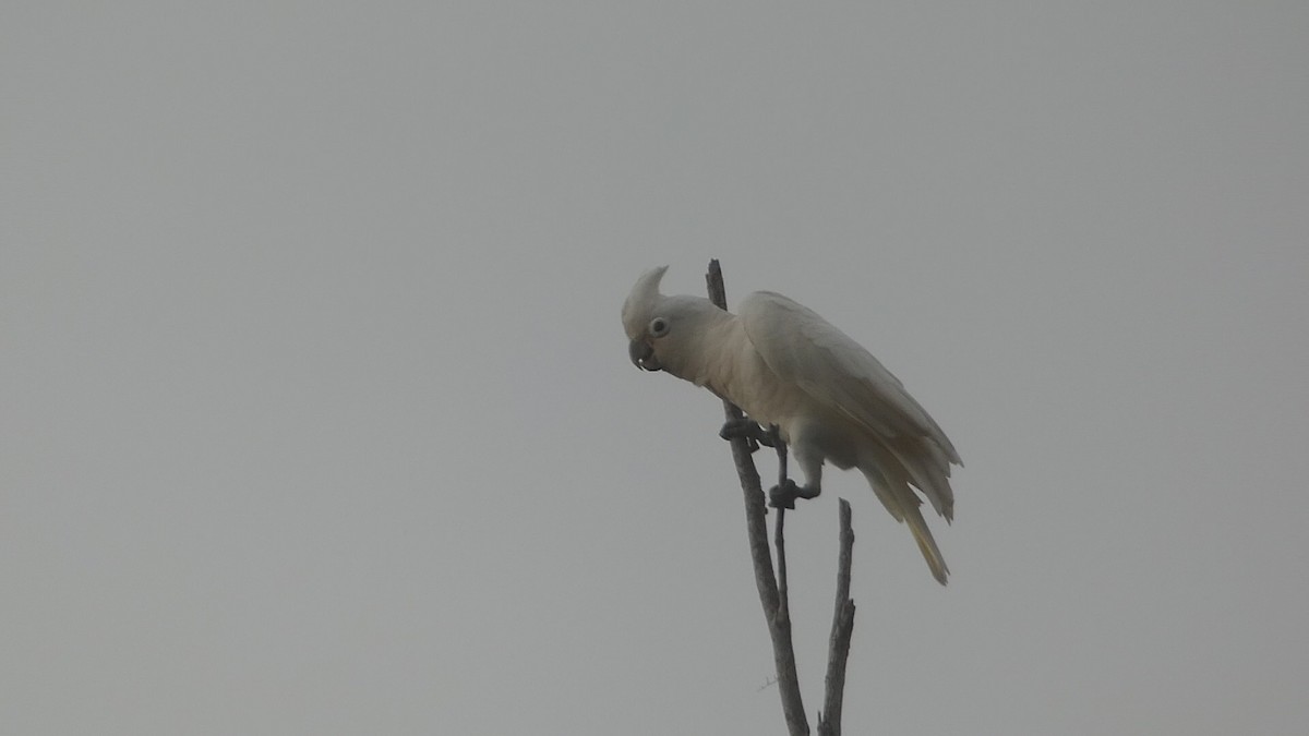 Tanimbar Corella - ML646796858