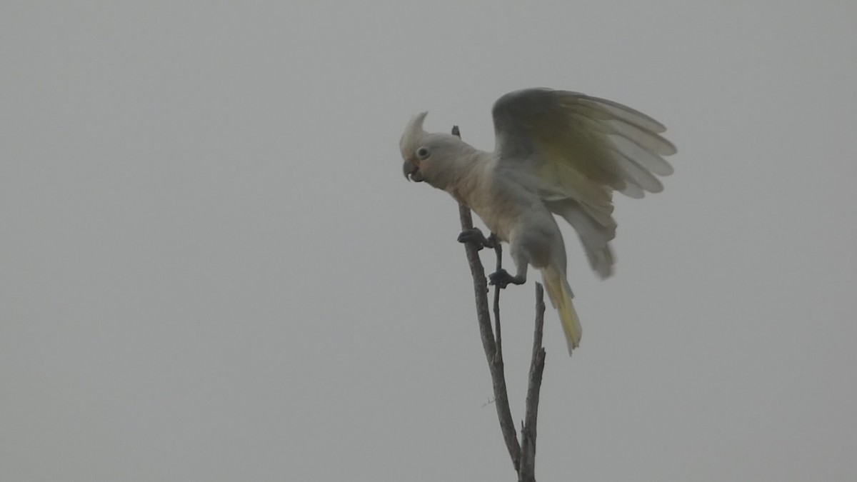 Tanimbar Corella - ML646796859