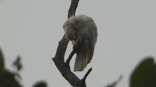 Tanimbar Corella - ML646796860