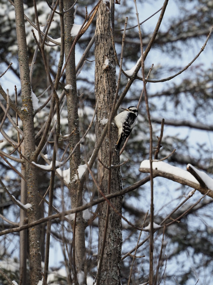 Pic chevelu - ML646796863