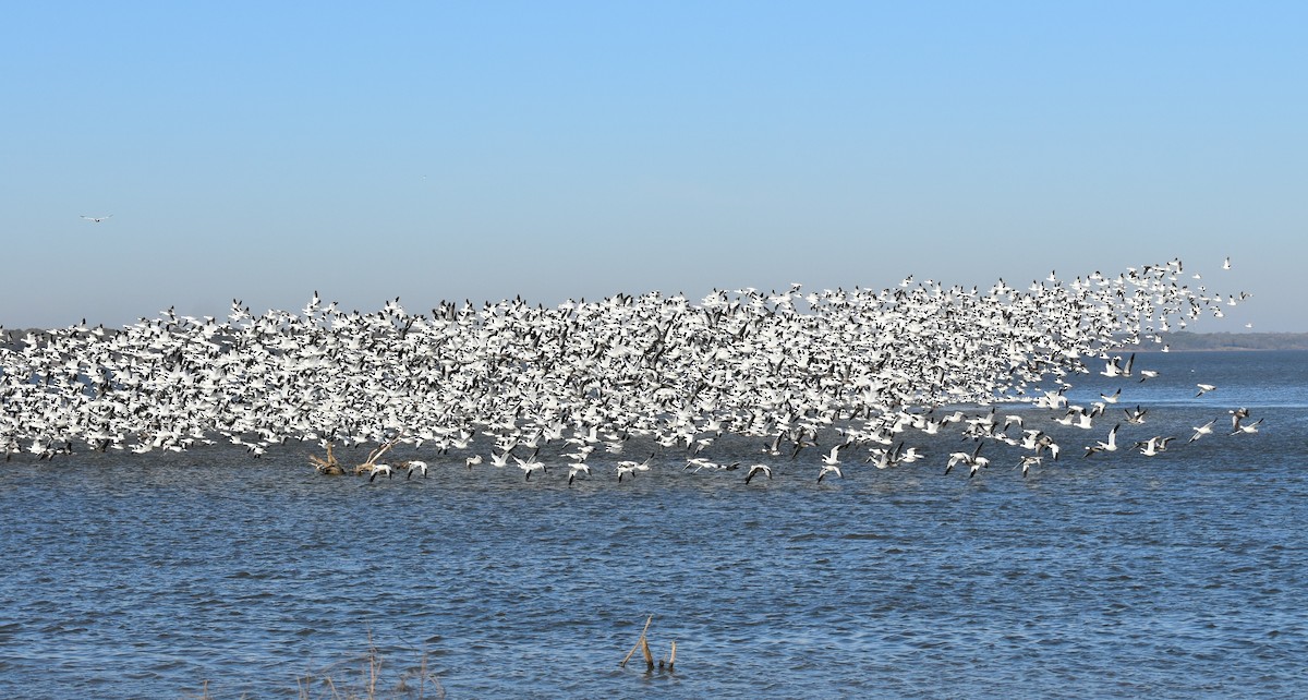 Schnee-/Zwergschneegans - ML646796865