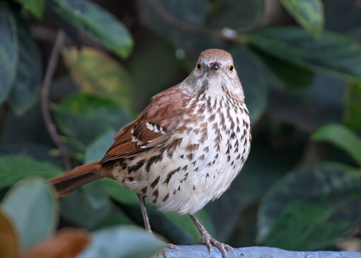 Brown Thrasher - ML646796867
