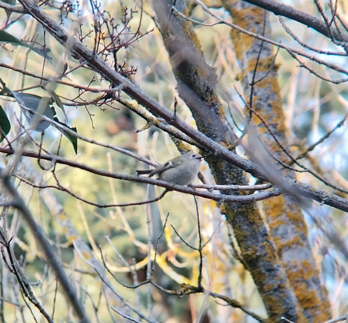 Шар мэлзэн задуулай - ML646796871