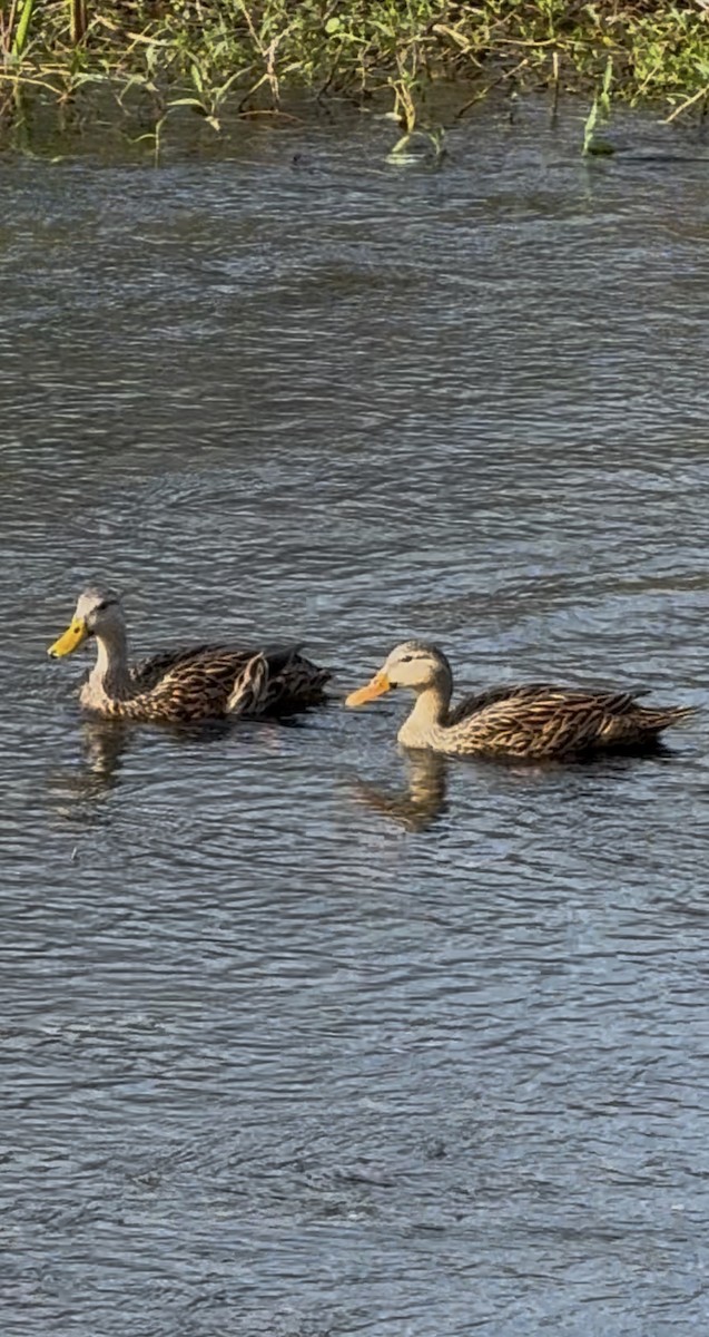 マダラガモ（fulvigula） - ML646796874