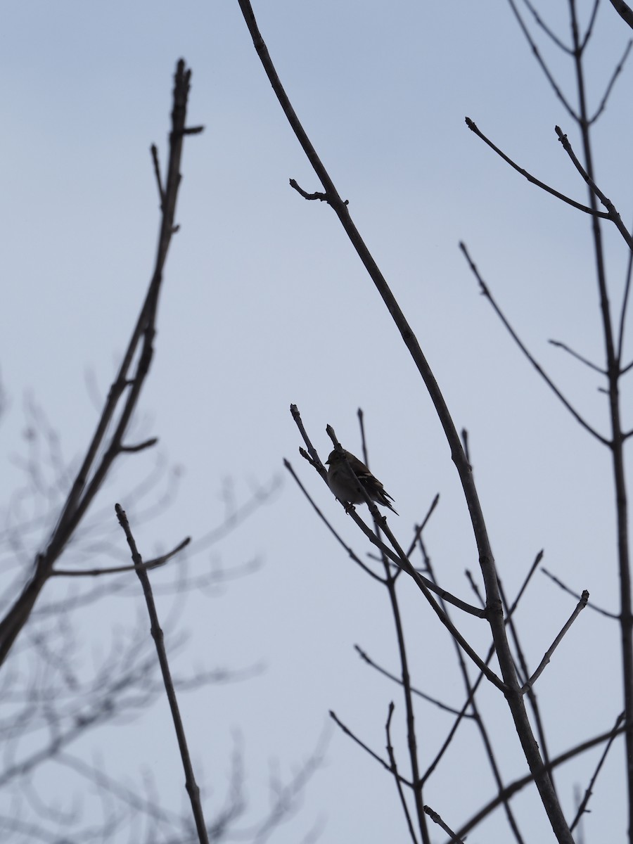 Chardonneret jaune - ML646796876