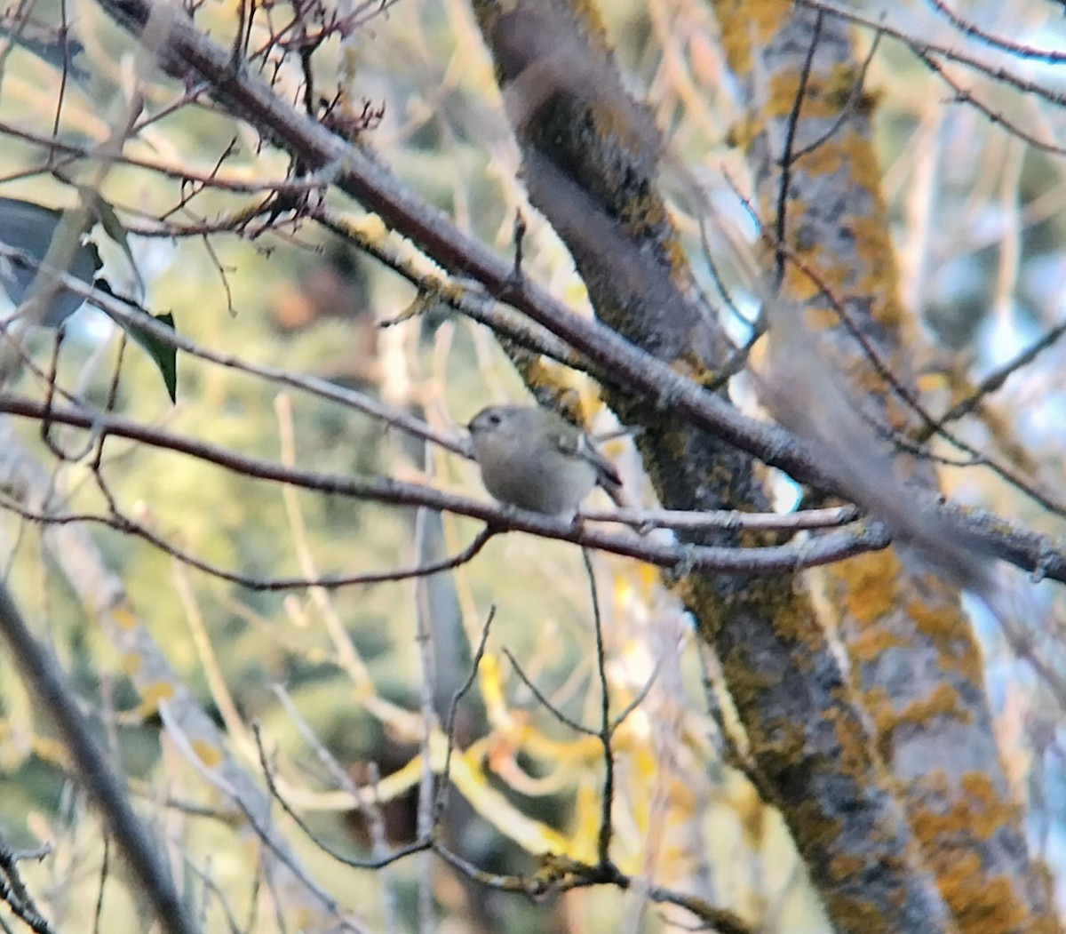 Reyezuelo Sencillo - ML646796877