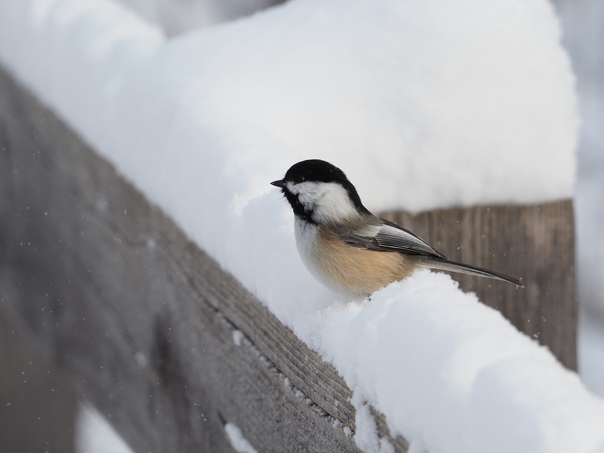 Carbonero Cabecinegro - ML646796878