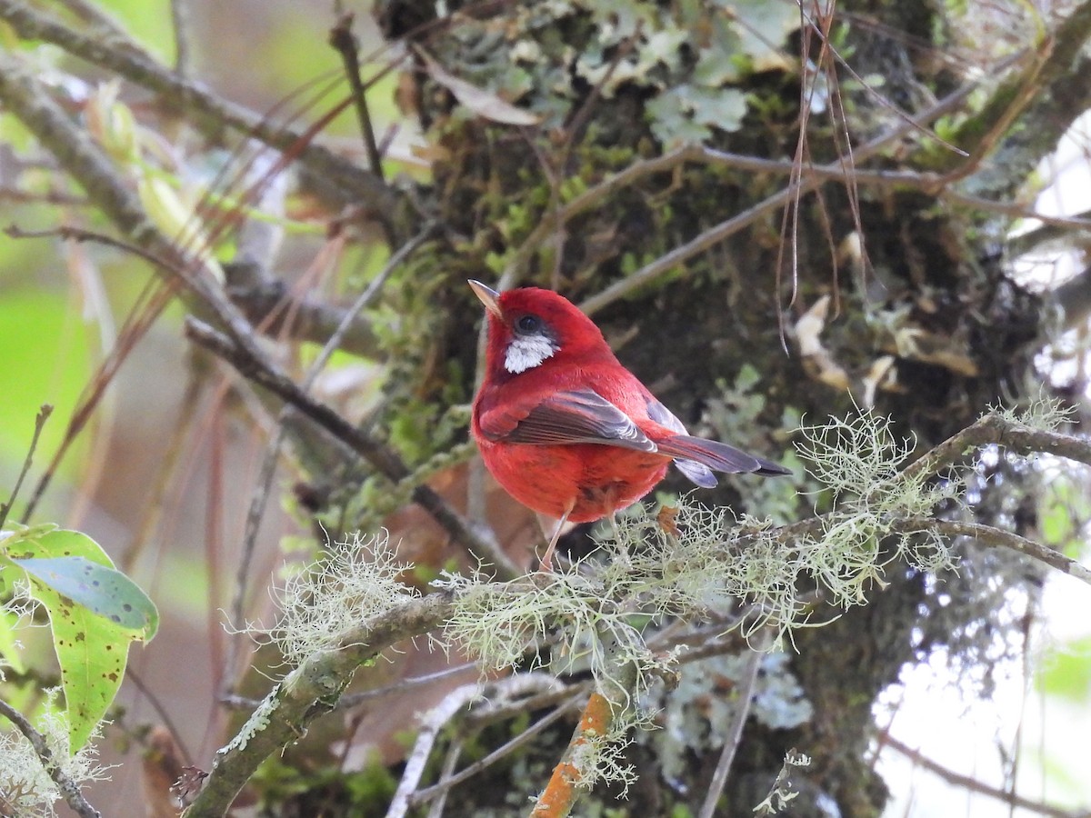 Reinita Roja - ML646796879